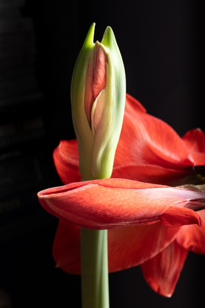 Karen Dolan. Amaryllis Favourite. Digital photograph, 2024.