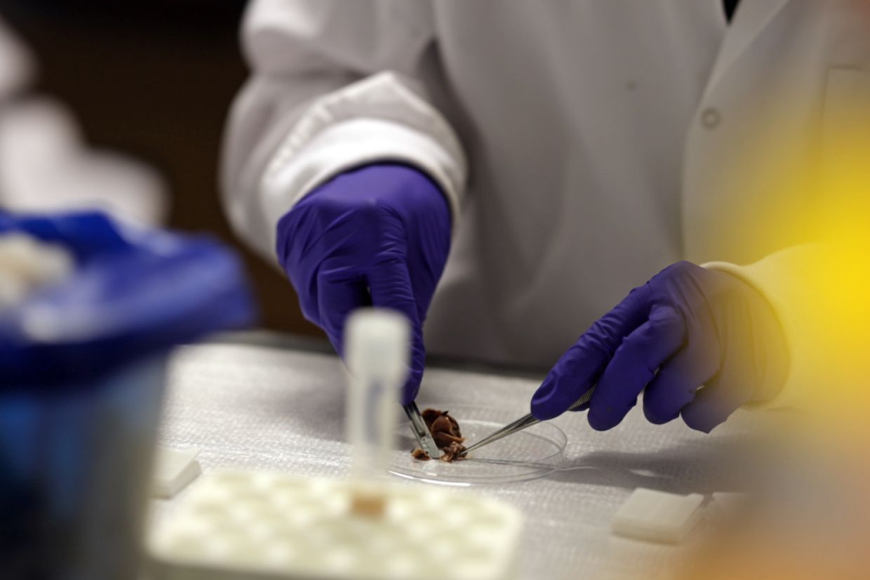 Lab technician dissecting a specimen