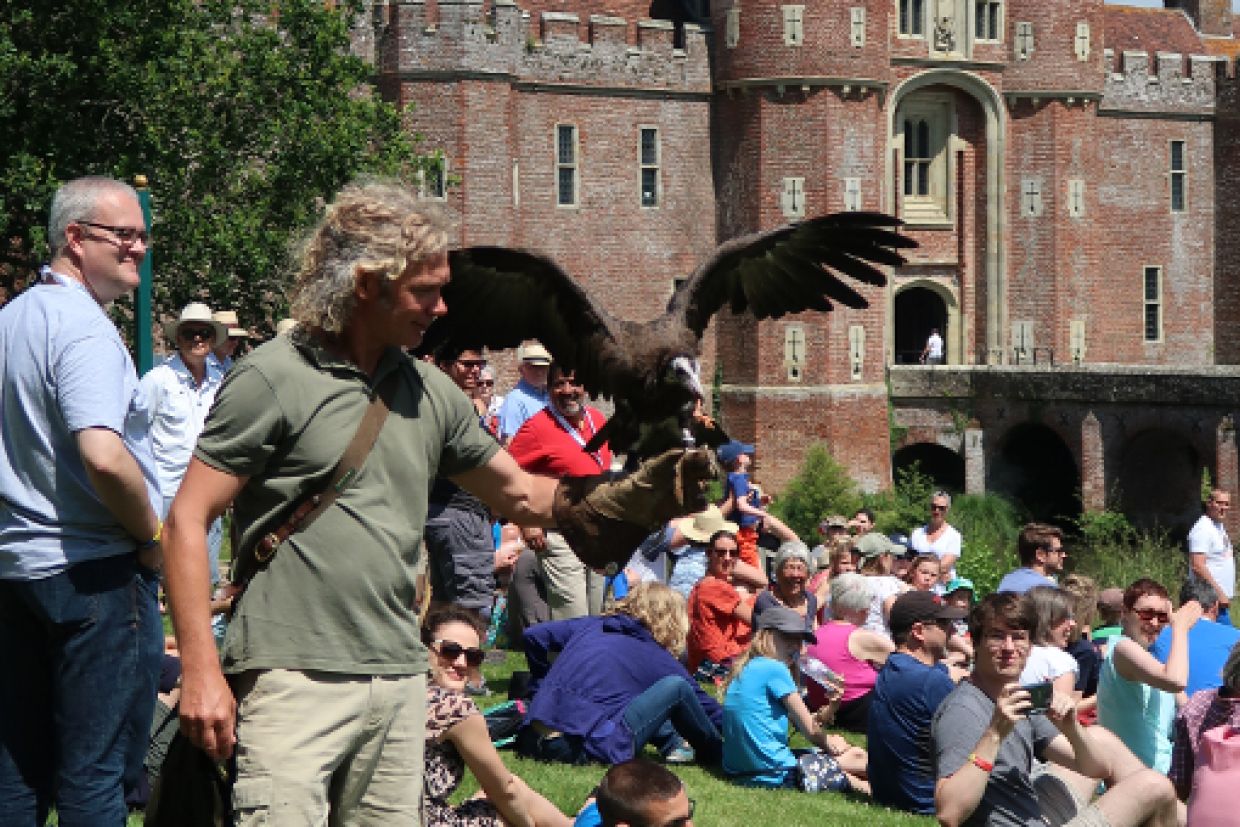 Falconry demonstration