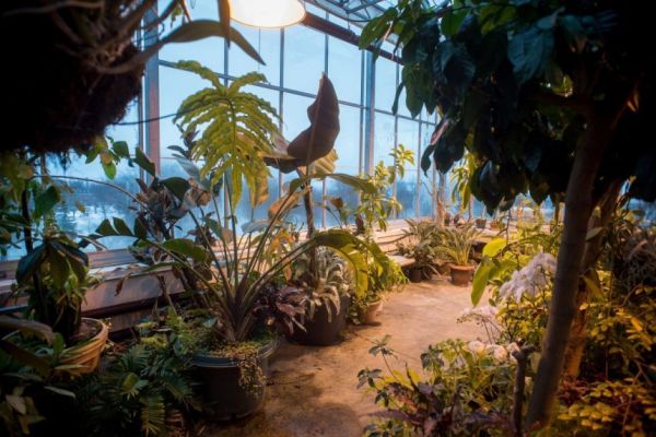 photos of plants in the phytotron
