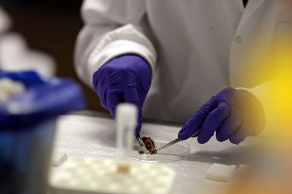 Lab technician dissecting a specimen