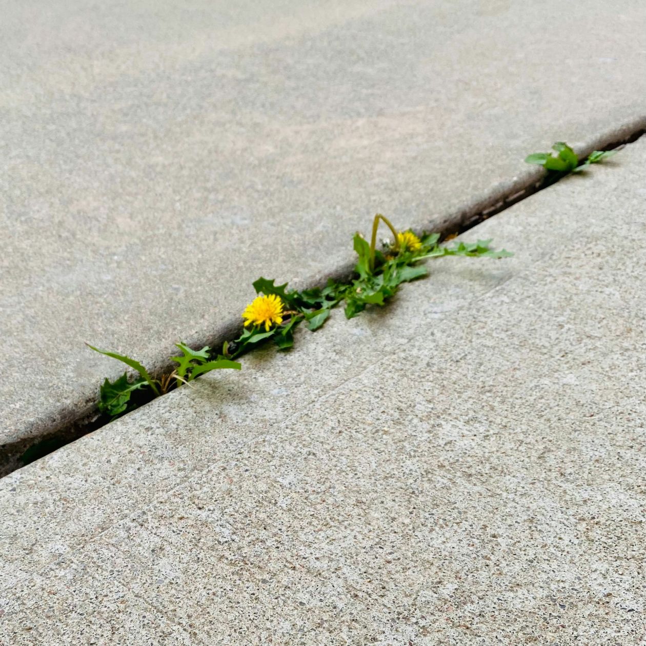 Yellow flower growing through crack in concrete