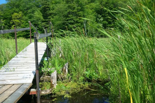 wooden bridge going through fields