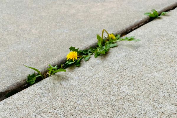 Yellow flower growing through crack in concrete