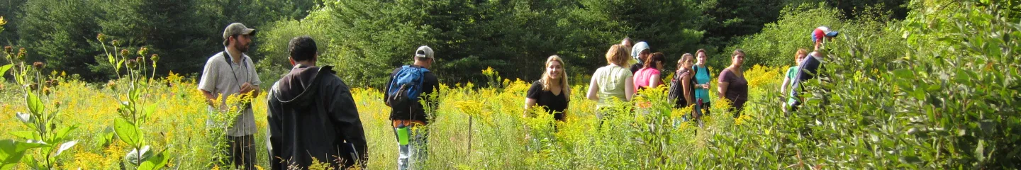 Group of students at QUBS walking through a sunlit wildflower meadow bordered by evergreen trees